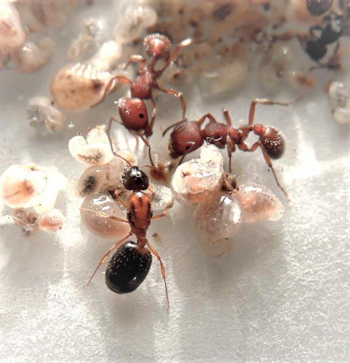 Ну а тут погоны с какой то... Хм, тоже не пойму(соленопсис какой?)